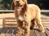 Türkiye’nin Tek Labradoodle Yavruları Amerikan Gen
