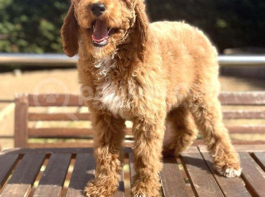 Türkiye’nin Tek Labradoodle Yavruları Amerikan Gen görsel
