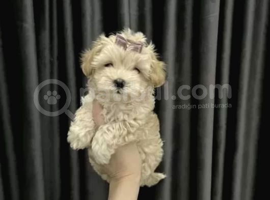 Dizayn Irk Maltipoo Kıvırcık Yavrular görsel