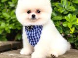 Pomeranian Boo Teddy Face Dişi Yavrumuz