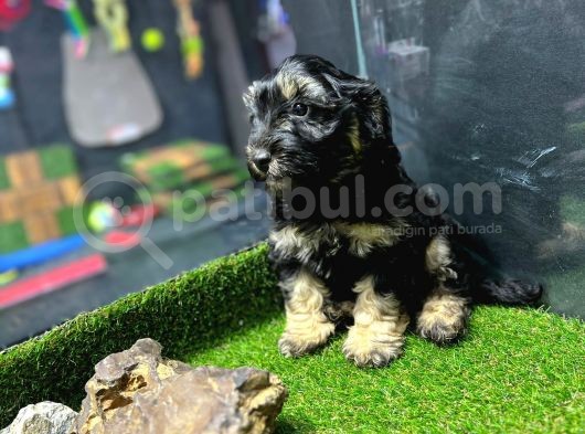 Maltipoo Yavrular görsel