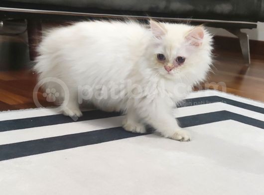 Longhair Golden Erkek