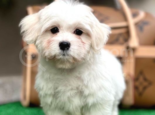 Xxs Maltese Mi̇ni̇ Yavrular görsel