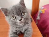 Safkan British Shorthair Sevgi Dolu Ve Oyuncu Yavru Kediler