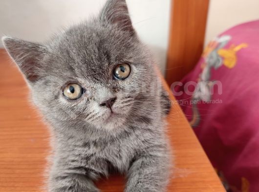 Safkan British Shorthair Sevgi Dolu Ve Oyuncu Yavru Kediler görsel