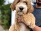Amerikan Gen Türkiye’nin Tek Goldendoodle Bebekleri