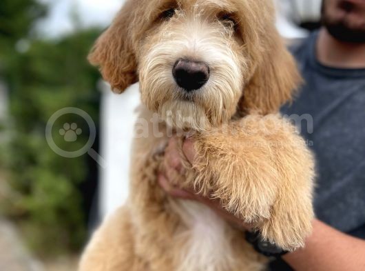 Amerikan Gen Türkiye’nin Tek Goldendoodle Bebekleri