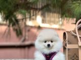 En İyi̇ Görsel Pomerani̇an Boo