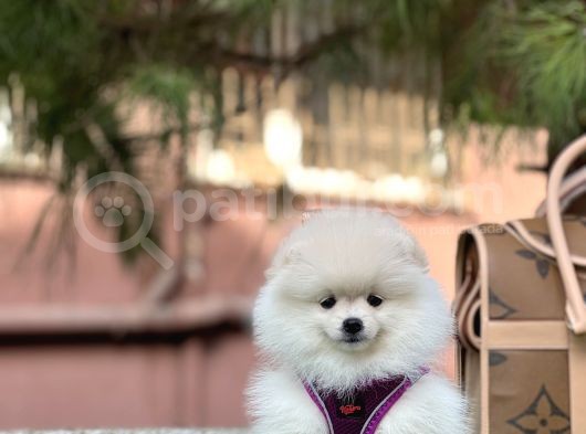 En İyi̇ Görsel Pomerani̇an Boo görsel