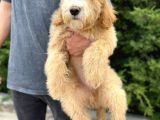 Amerikan Gen Türkiye’nin Tek Goldendoodle Bebekleri