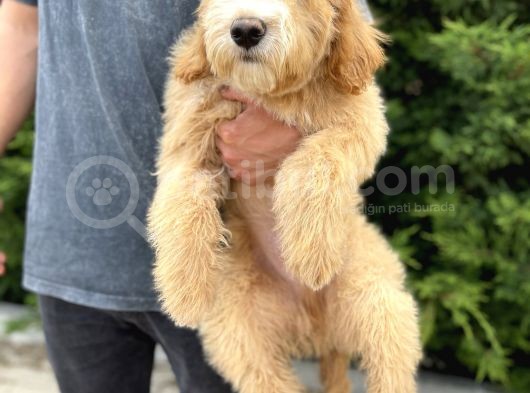Amerikan Gen Türkiye’nin Tek Goldendoodle Bebekleri görsel