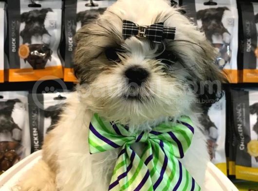 Sevi̇mli̇ Shi̇h Tzu Yavrular görsel