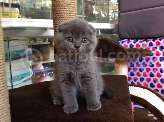 Ayi Suratli Scotti̇sh Fold Blue görsel