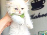 Longhair Golden Erkek