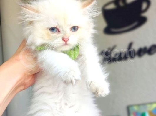 Longhair Golden Erkek görsel
