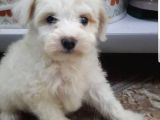 Malti̇po Ci̇nsi̇