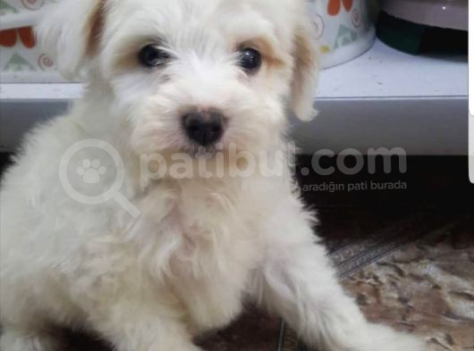 Malti̇po Ci̇nsi̇ görsel