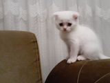 Son Erkek Yavru