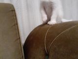 Son Erkek Yavru