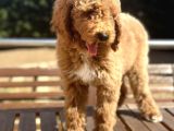 Türkiye’nin Tek Labradoodle Yavruları Amerikan Gen
