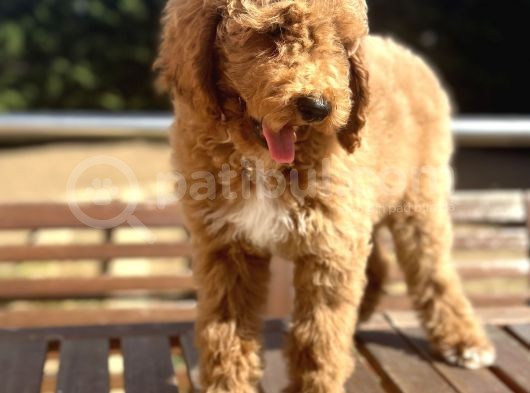 Türkiye’nin Tek Labradoodle Yavruları Amerikan Gen görsel