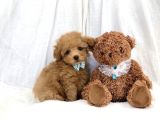 Safkan Toy Poodle Bebekler