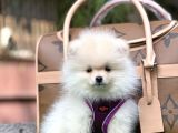 En İyi̇ Görsel Pomerani̇an Boo