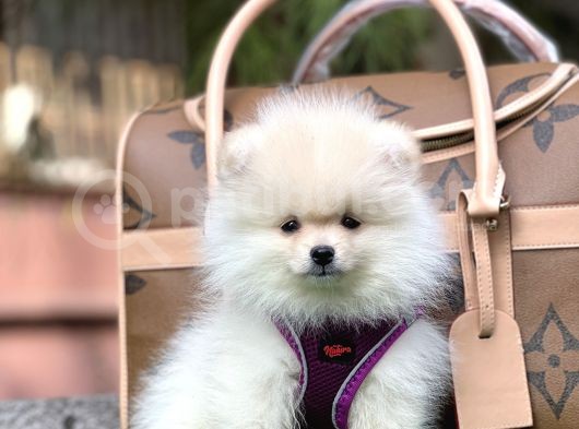 En İyi̇ Görsel Pomerani̇an Boo