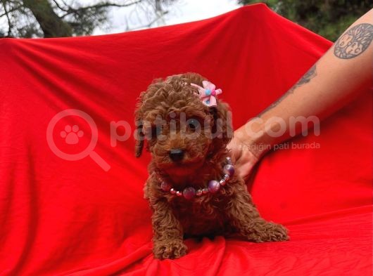 Orji̇nal Toy Poddle Yavrular görsel