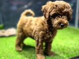 Poodle
