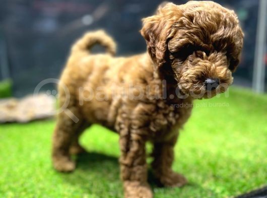 Poodle