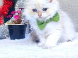 Longhair Golden Erkek