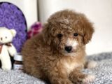 Sevi̇mli̇ Toy Poodle Bebeği̇mi̇z