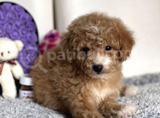 Sevi̇mli̇ Toy Poodle Bebeği̇mi̇z görsel
