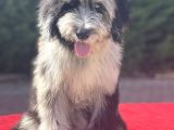 Blue Merle Mavi Göz Amerikan Gen Bernedoodle