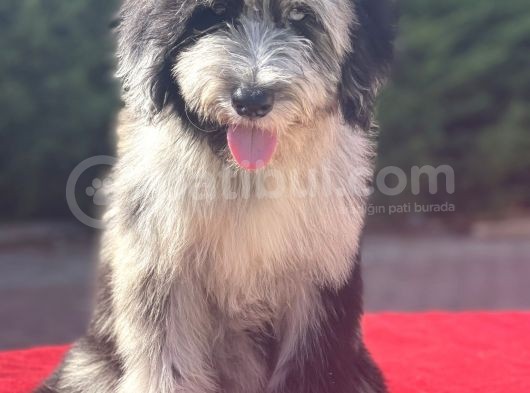Blue Merle Mavi Göz Amerikan Gen Bernedoodle görsel