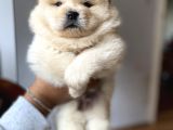 Chow Chow Yavrumuz Hazır