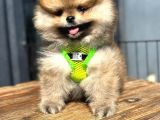 Garantili Ayı Surat Pomeranian Boo Teddy Bear