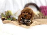 Safkan Red Toy Poodle Yavrular