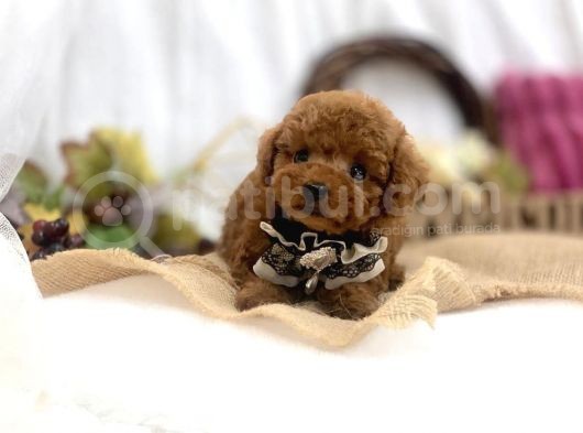 Safkan Red Toy Poodle Yavrular görsel