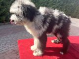 Blue Merle Mavi Göz Amerikan Gen Bernedoodle
