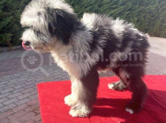 Blue Merle Mavi Göz Amerikan Gen Bernedoodle görsel