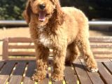 Türkiye’nin Tek Labradoodle Yavruları Amerikan Gen