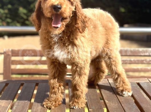 Türkiye’nin Tek Labradoodle Yavruları Amerikan Gen