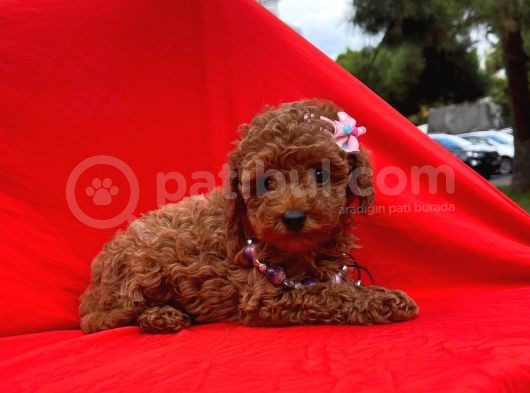 Orji̇nal Toy Poddle Yavrular
