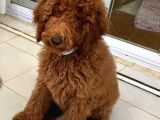 Red Brown Labradoodle Medium Ve Dev  Boyut