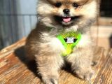 Garantili Ayı Surat Pomeranian Boo Teddy Bear