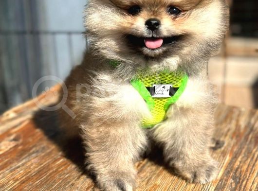 Garantili Ayı Surat Pomeranian Boo Teddy Bear görsel