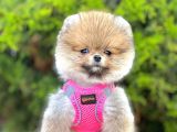 Safkan Pomeranian Boo Yavrular