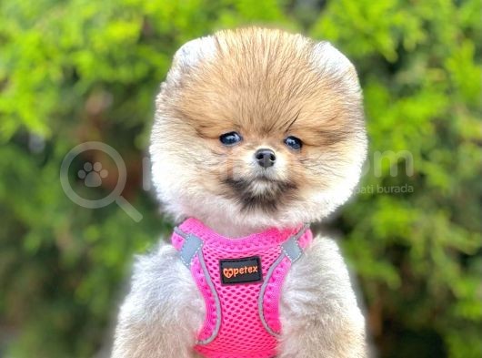 Safkan Pomeranian Boo Yavrular görsel